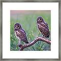 Baby Burrowing Owls Framed Print