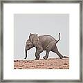 Baby Elephant Framed Print