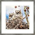 Baby Great Horned Owls Framed Print