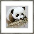 Baby Panda With Bamboo Leaves Framed Print