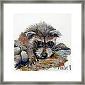 Baby Raccoon Framed Print