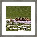 Baby Wood Ducks Framed Print