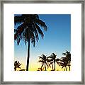 Back Lit Palm Trees With Sunset In Framed Print