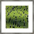Backlit Sheep Ovis Aries Graze Steep Framed Print