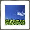 Backyard Bush Fence Over Clear Sky Framed Print