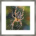 Backyard Spider Framed Print