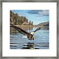 Bald Eagle Fishing In Sadie Cove Framed Print