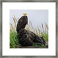 Bald Eagle In Katmai Np Framed Print