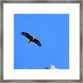 Bald Eagle In Lake Cuyamaca Framed Print