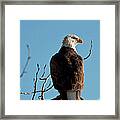 Bald Eagle Perch At Lake Coeur Dalene Framed Print