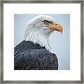 Bald Eagle Profile Framed Print
