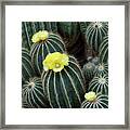 Ball Cactus In Flower Framed Print