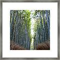 Bamboo Forest, Kyoto, Japan Framed Print
