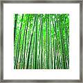 Bamboo Grove Framed Print