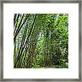 Bamboo Walk Framed Print