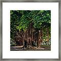 Banyan Trees In St. Petersburg, Florida Framed Print