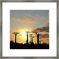 Baobab Trees Sunset Framed Print