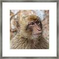 Barbary Macaque Of Gibraltar Framed Print
