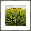 Barley Hordeum Vulgare Growing In Framed Print