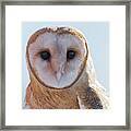 Barn Owl 5 Framed Print