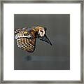 Barn Owl In Flight 2 Framed Print