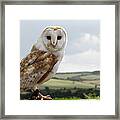 Barn Owl Looking Forwards With Framed Print