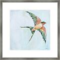 Barn Swallow Flight Ii Framed Print