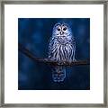 Barred Owl Framed Print