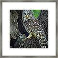 Barred Owls Framed Print