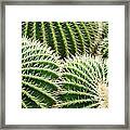 Barrel Cacti Echinocactus Grusonii Framed Print