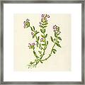 Basil Thyme Framed Print