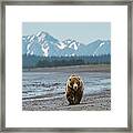 Bear Beach, Alaska Framed Print
