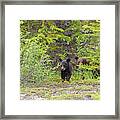 Bear Cubs Framed Print