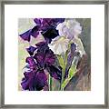 Bearded Irises Framed Print