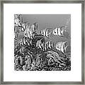 Beautiful Angels On The Reef In Black And White Framed Print