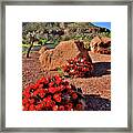 Beautiful Cacti Blooms In Zion Np Framed Print