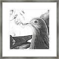 Beautiful Homing Pigeon Sketch Framed Print