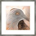 Beautiful Racing Pigeon Da Vinci Framed Print