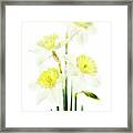 Beauty Of Daffodils Framed Print
