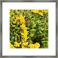 Bee And Goldenrod 3 Framed Print