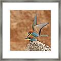 Bee-eaters, Mating Framed Print