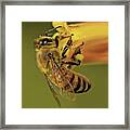 European Honey Bee Framed Print