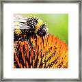 Bee On Echinacea Flower Framed Print