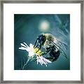 Bee On Flower Framed Print