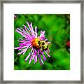 Bee On Purple Flower Framed Print