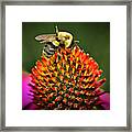 Bee On Red Cone Flower Framed Print