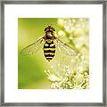 Bee Up Framed Print