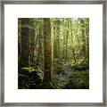 Beech Forest Framed Print