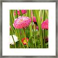 Bellis Daisies In Spring Time Closeup Framed Print