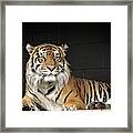 Bengal Tiger Framed Print